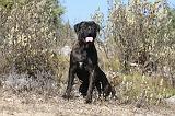 CANE CORSO 105